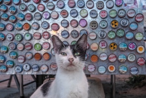 A black and white cat is sitting in front of a colorful display made of bottle caps attached to a metal board. The caps have various designs and text on them, creating a mosaic-like background. The cat looks directly at the camera with a calm expression.