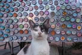 A black and white cat is sitting in front of a colorful display made of bottle caps attached to a metal board. The caps have various designs and text on them, creating a mosaic-like background. The cat looks directly at the camera with a calm expression.