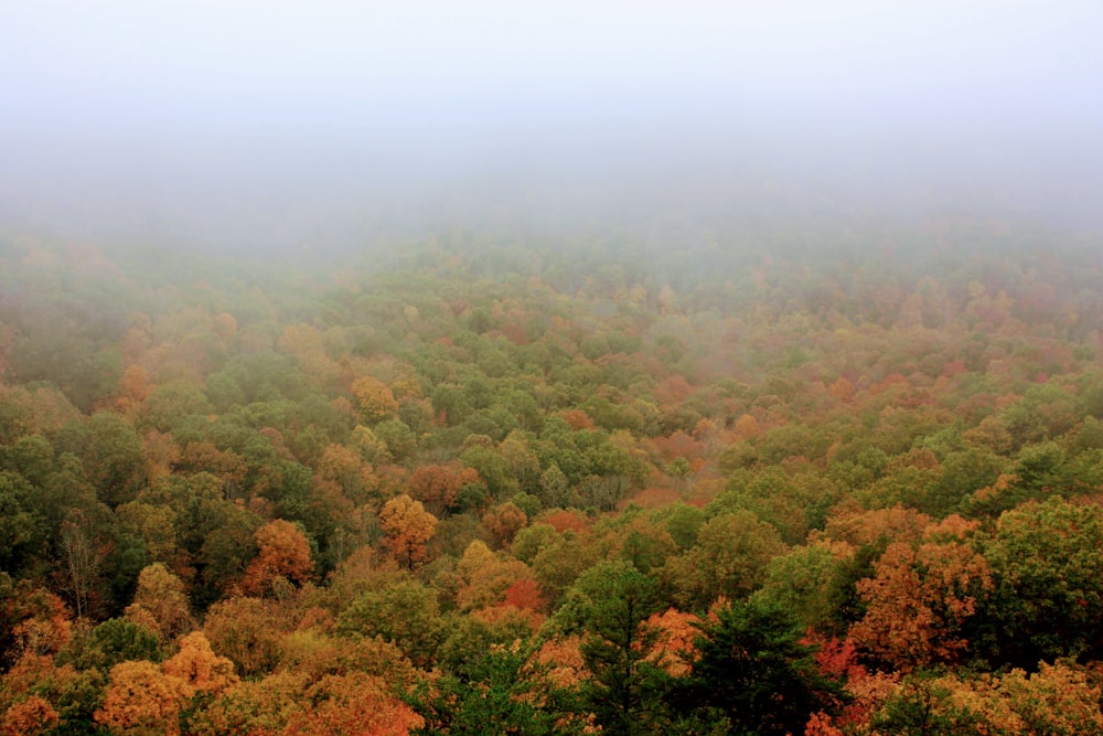 green and brown trees under white sky during daytime