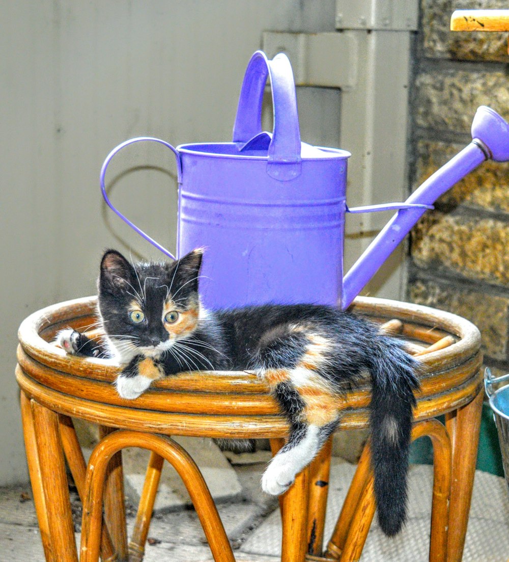 calico cat on brown wooden round table