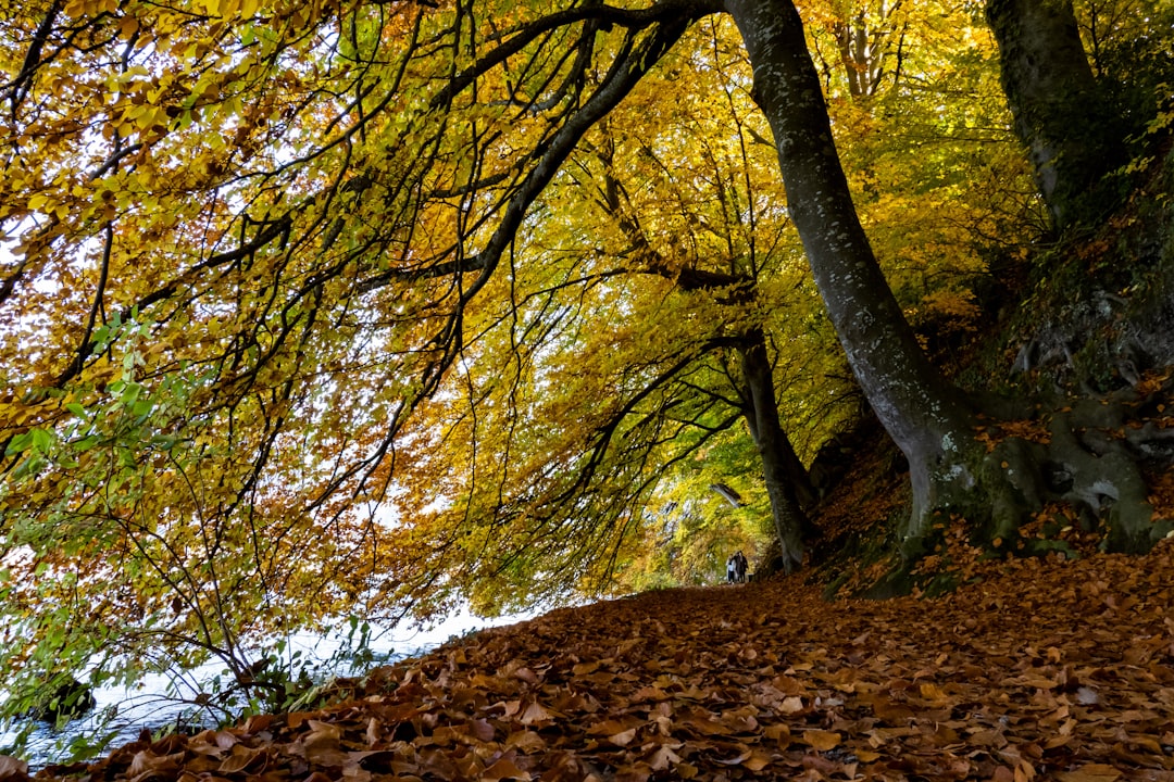 brown dried leaves on ground with trees