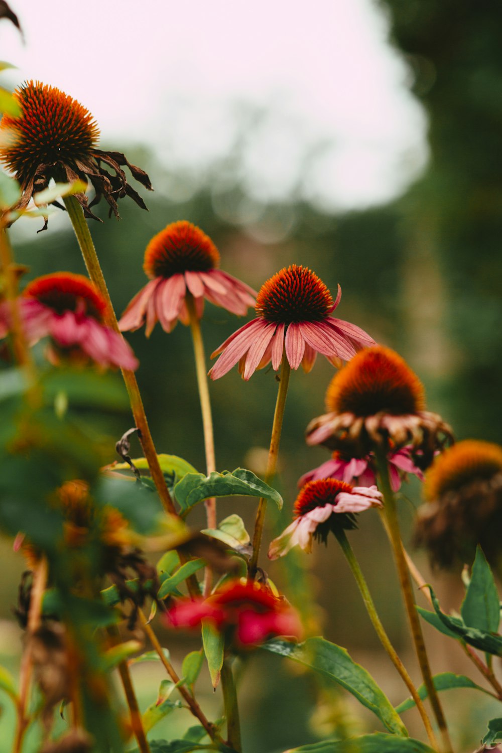 red and yellow flowers in tilt shift lens