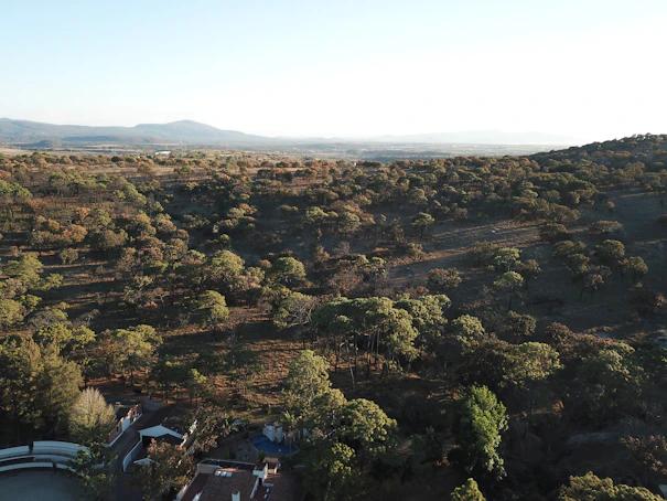 aerial view of green trees and mountains during daytime