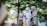 A bride dressed in white lace and holding a bouquet of flowers is accompanied by two women in traditional attire. They are walking outdoors surrounded by lush green trees, creating a serene and intimate atmosphere.