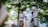 A bride dressed in white lace and holding a bouquet of flowers is accompanied by two women in traditional attire. They are walking outdoors surrounded by lush green trees, creating a serene and intimate atmosphere.