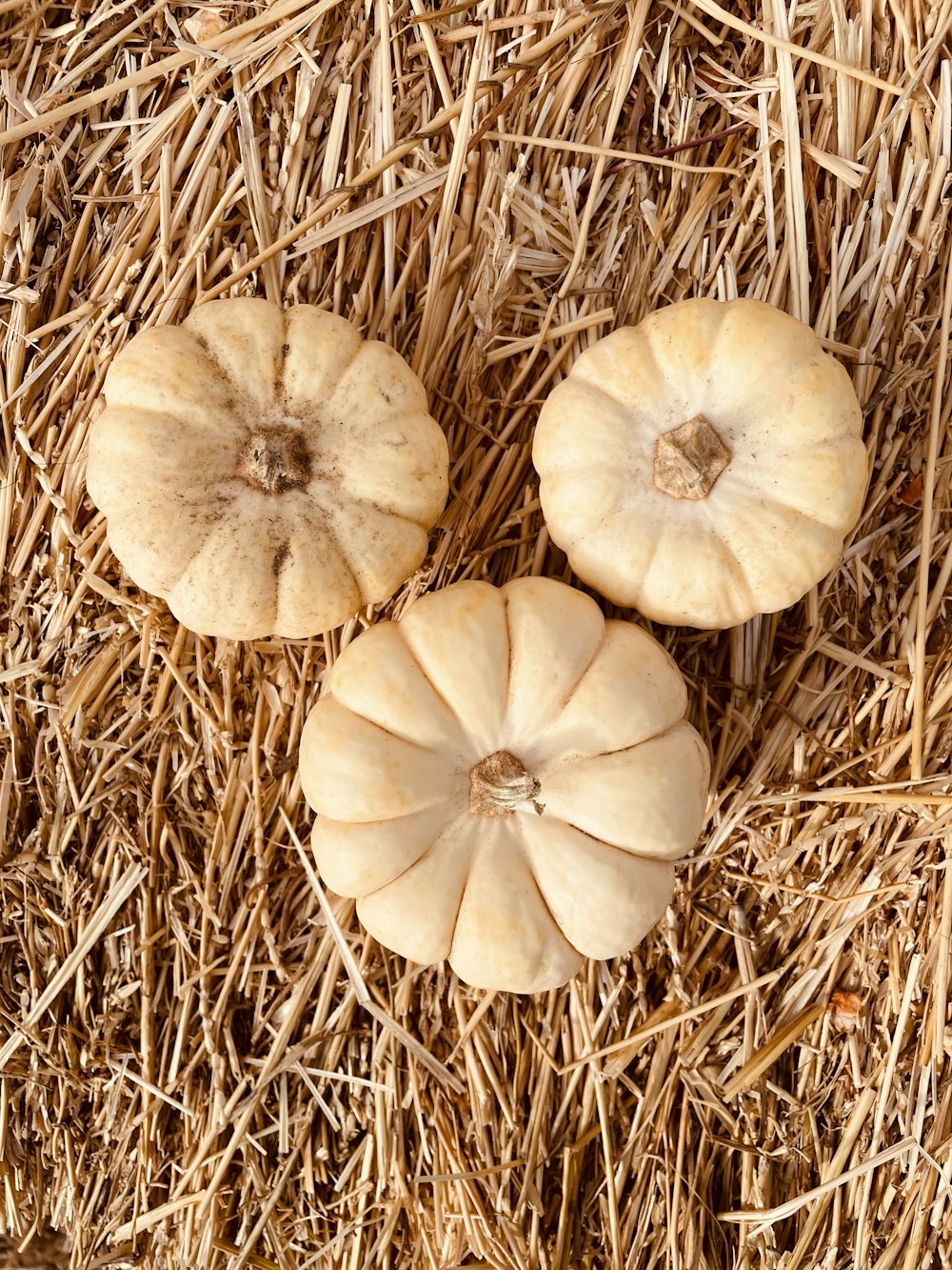 white garlic on brown dried grass