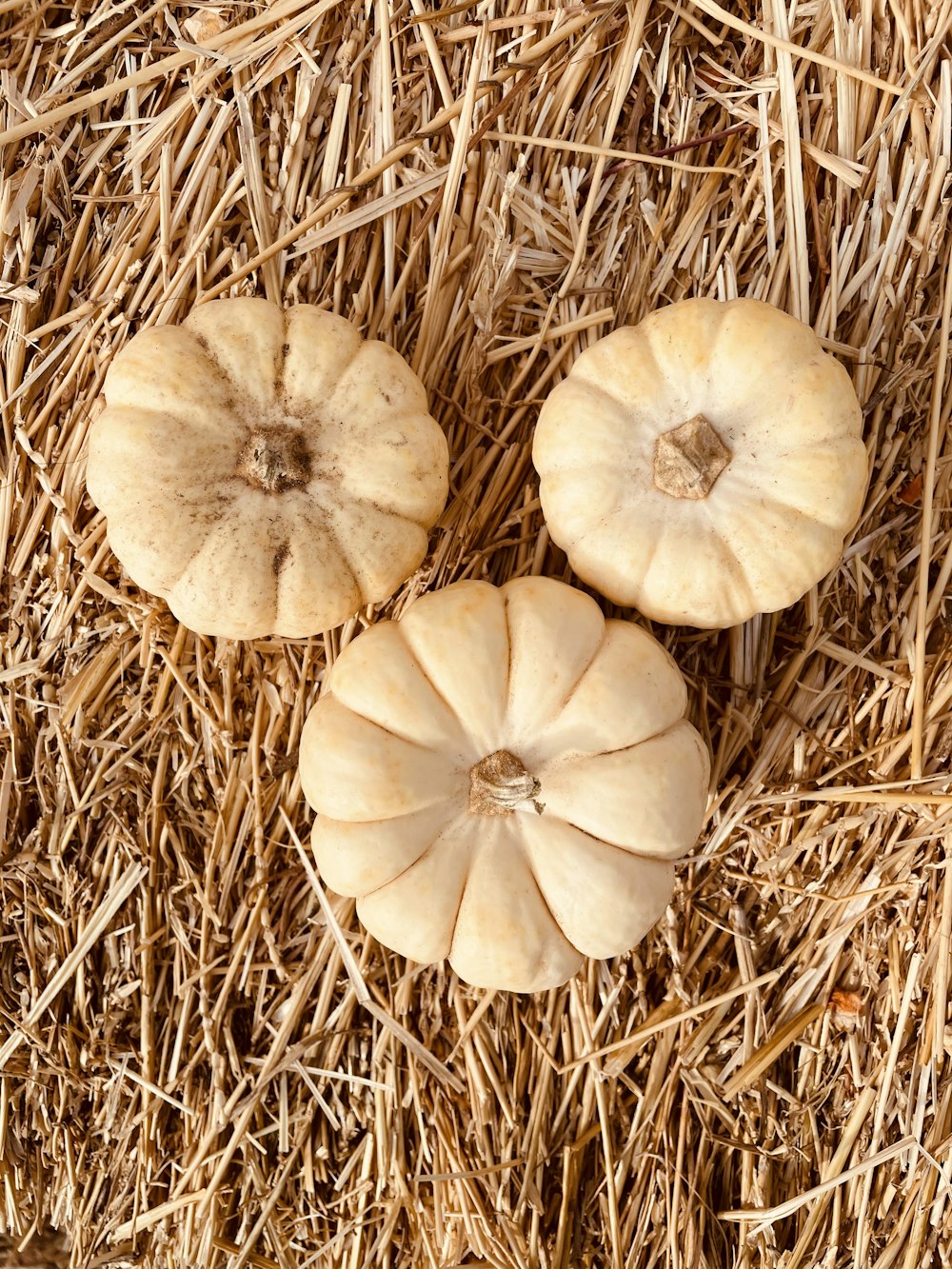 white garlic on brown dried grass