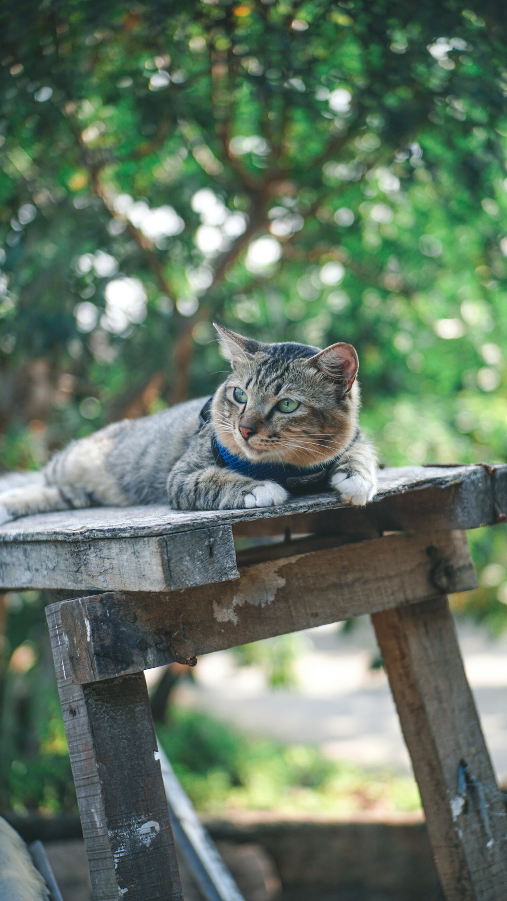silver tabby cat on brown wooden table