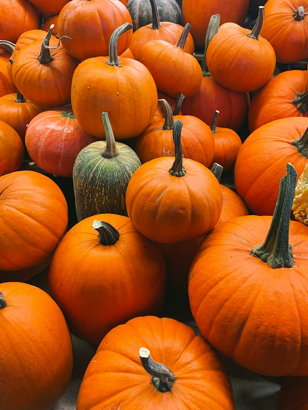 orange pumpkins on brown soil