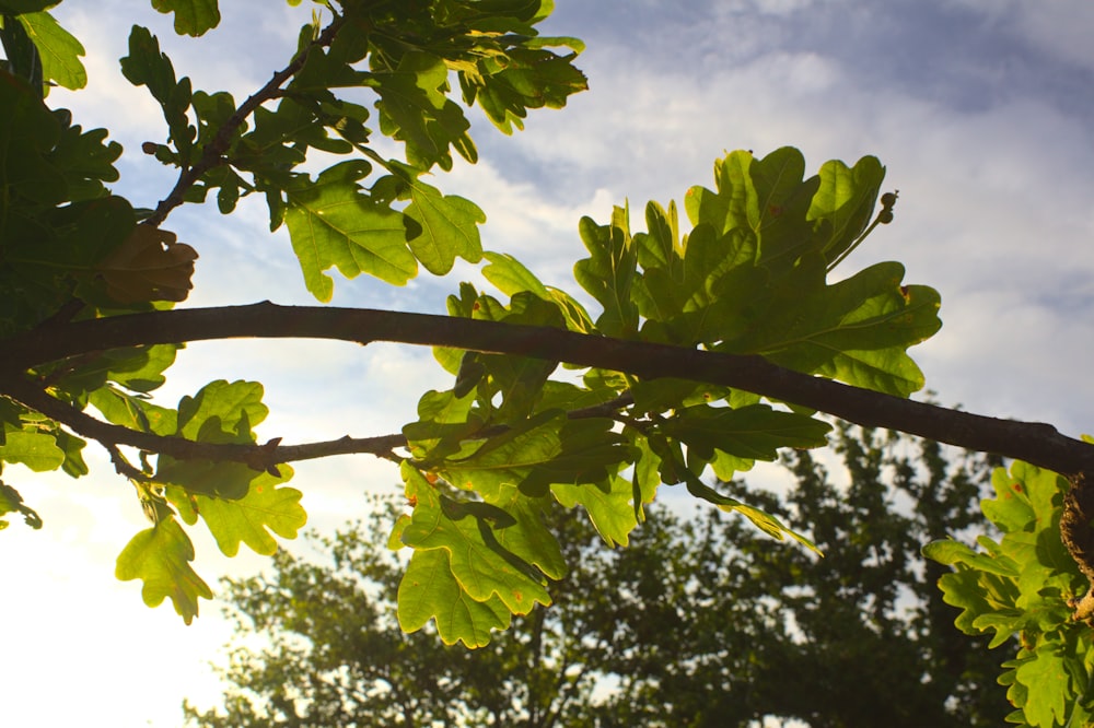 Grüne Blätter Baum unter weißen Wolken während des Tages