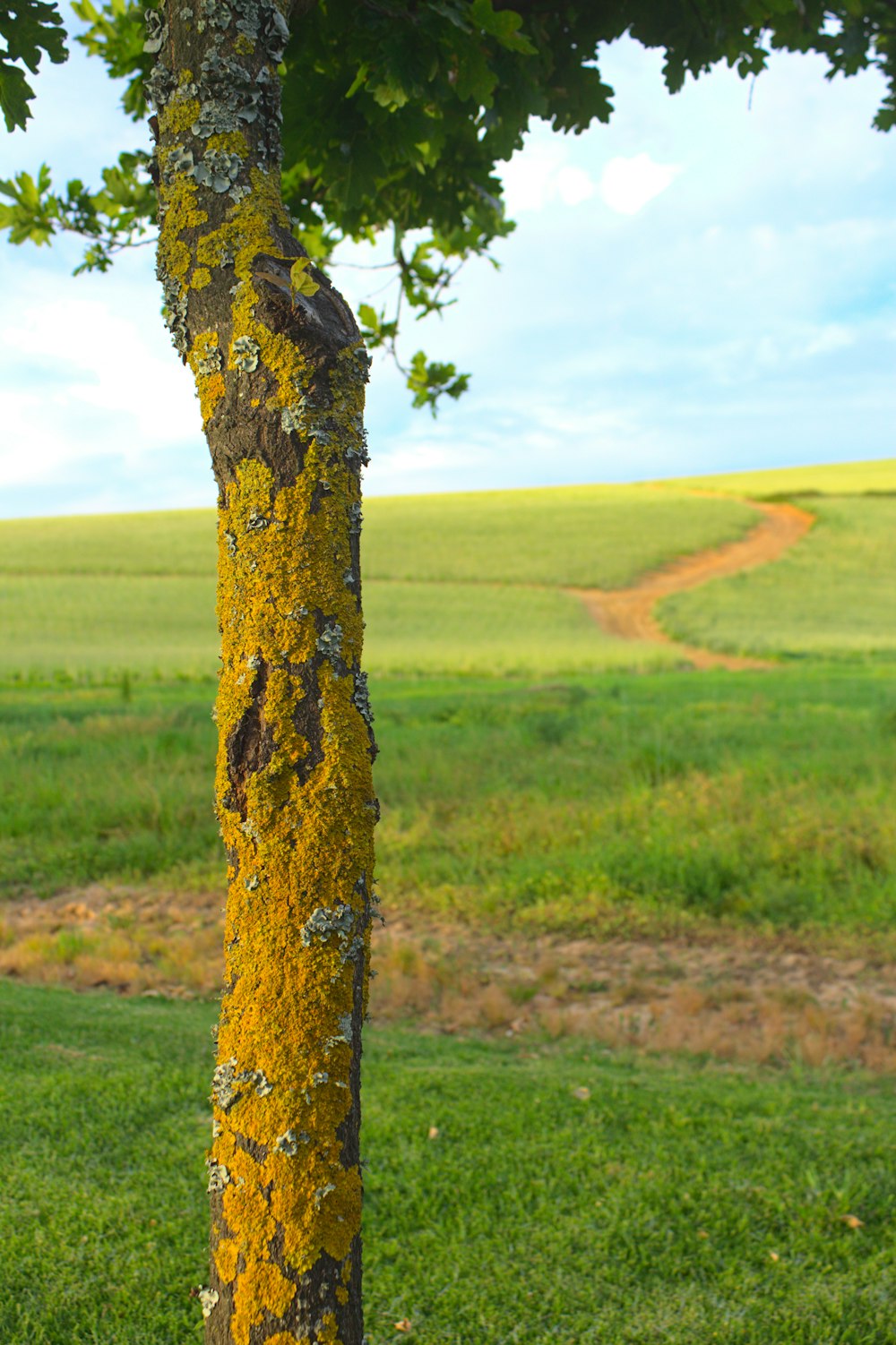 brown tree trunk on green grass field during daytime