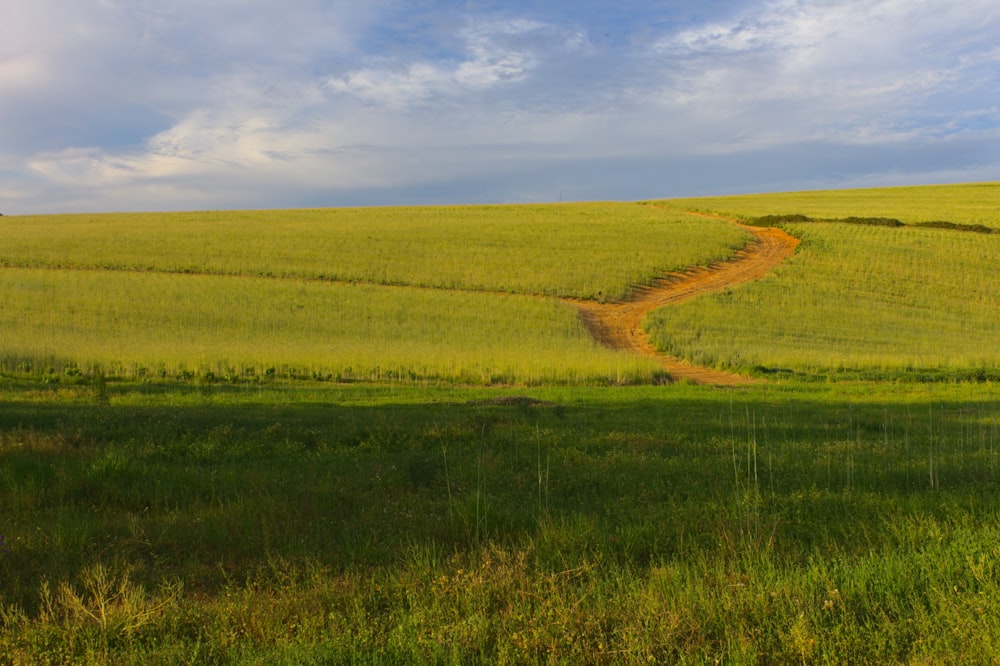 Campo de hierba verde bajo el cielo azul durante el día