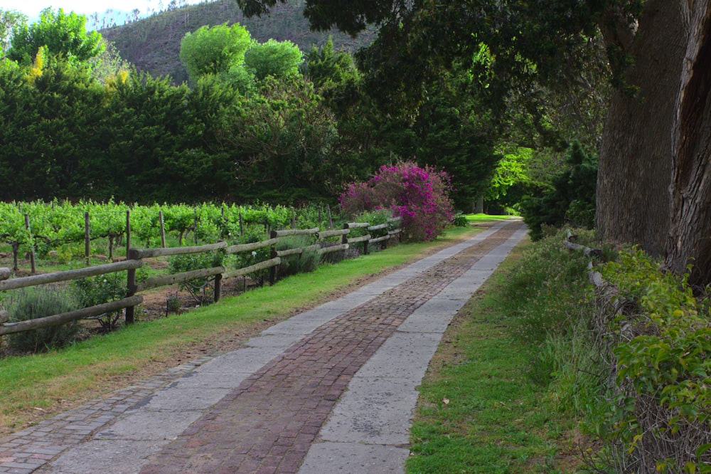 gray concrete pathway between green grass field during daytime