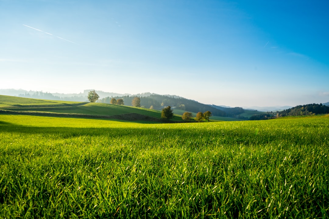 green grass field under blue sky during daytime