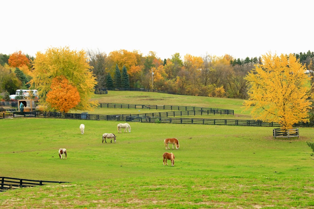 herd of sheep on green grass field during daytime