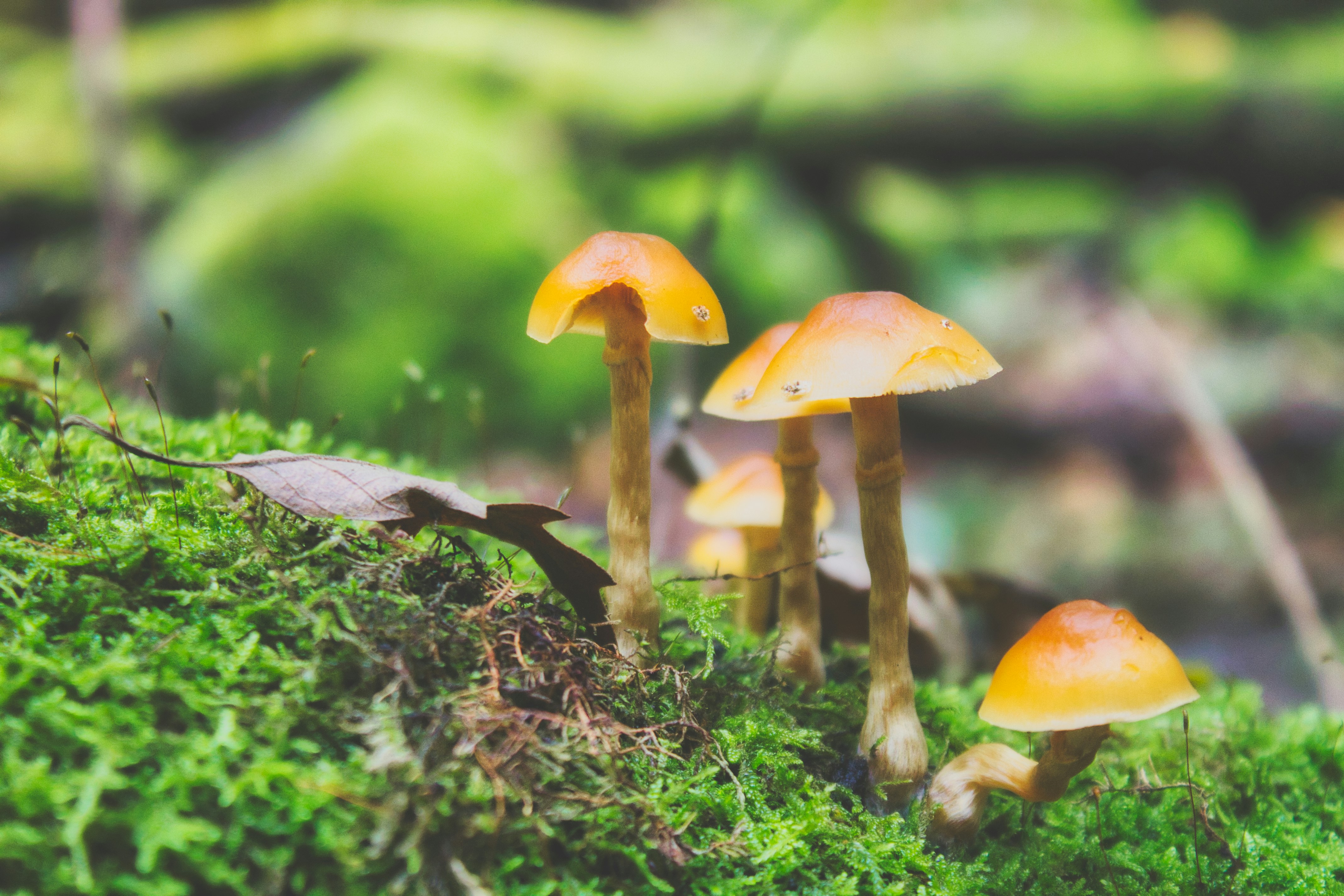 ピンクの液体の図の写真 Unsplashで見つけるピンクの無料写真