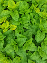 Lemon balm plants covered in dew