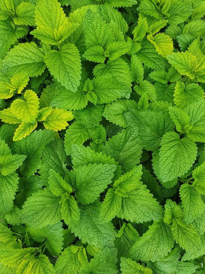 Foglia di menta con rugiada