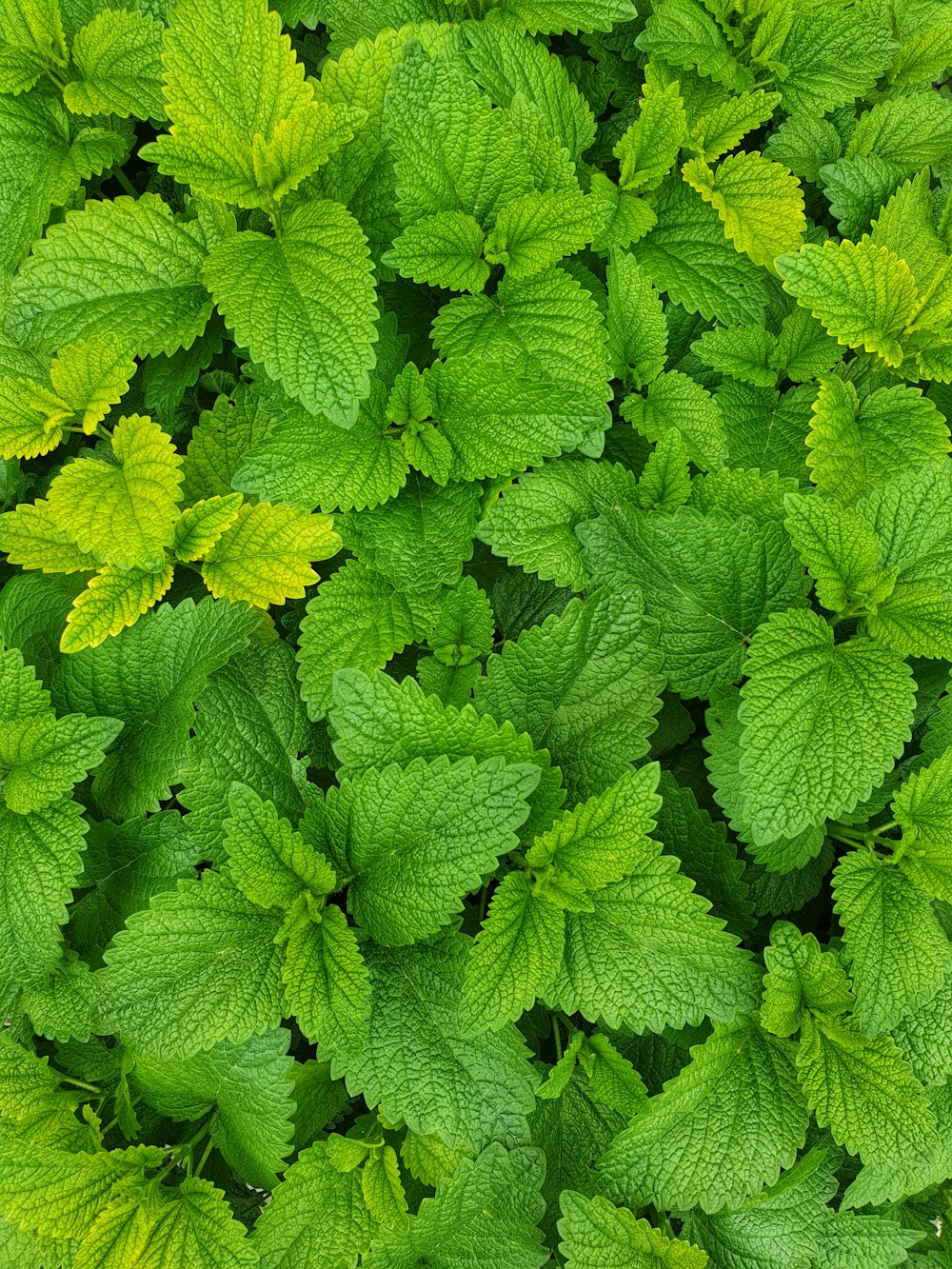 green leaves with water droplets