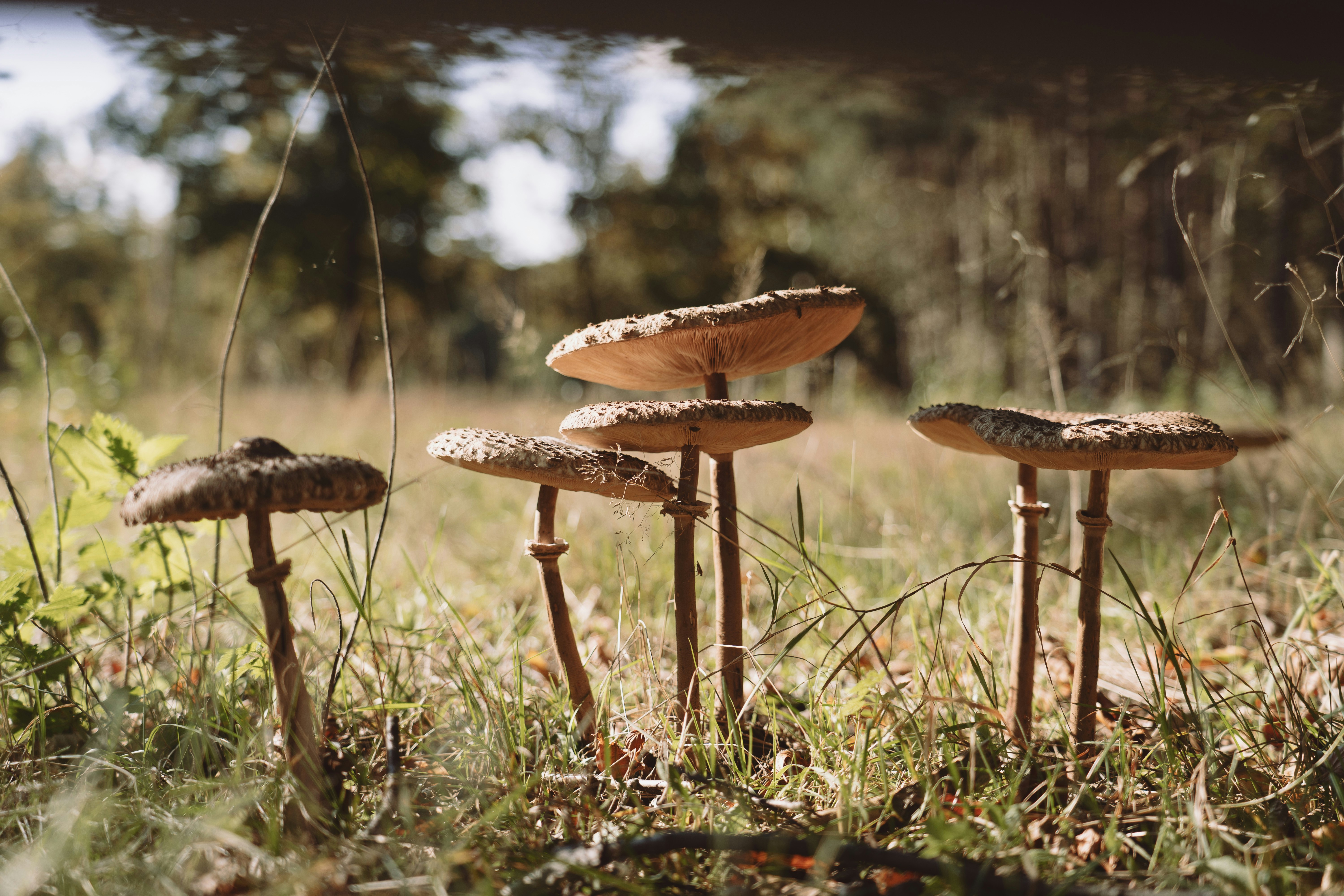 brown and white mushrooms on green grass during daytime