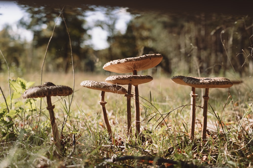 brown and white mushrooms on green grass during daytime