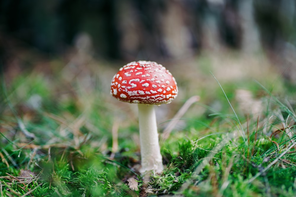 red and white mushroom in close up photography