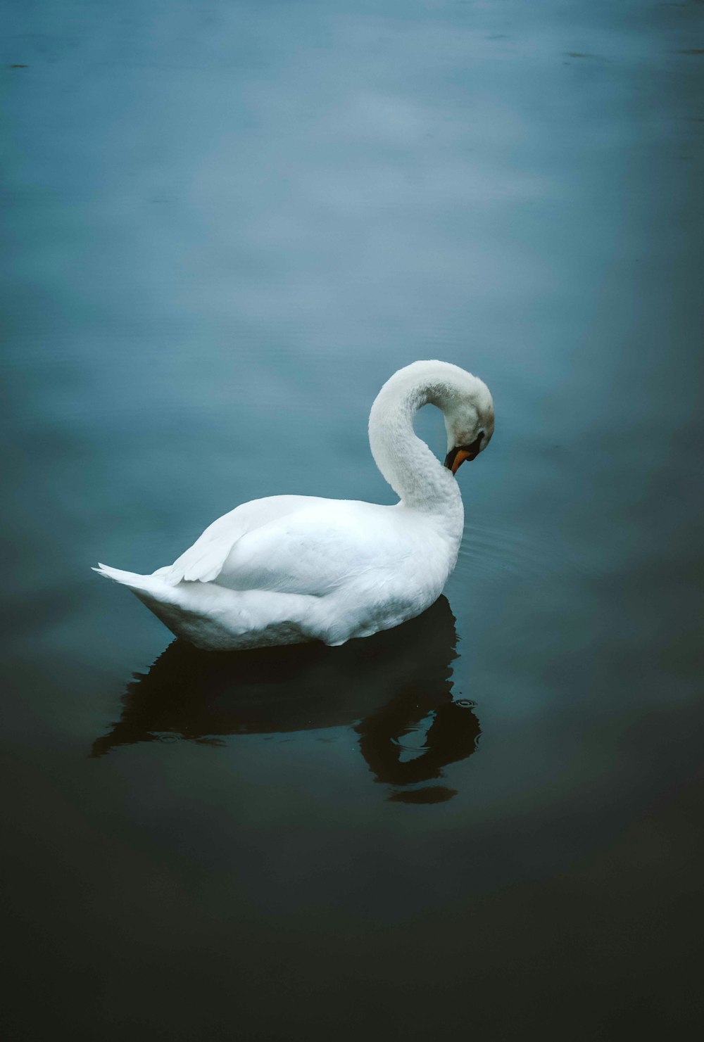 white swan on water during daytime