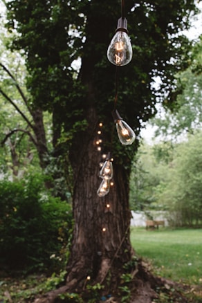 A row of vintage-style string lights hangs in front of a large tree in a lush, green garden. The bulbs emit a warm glow, creating a serene and inviting atmosphere. The background is filled with dense foliage and hints of a grassy area.