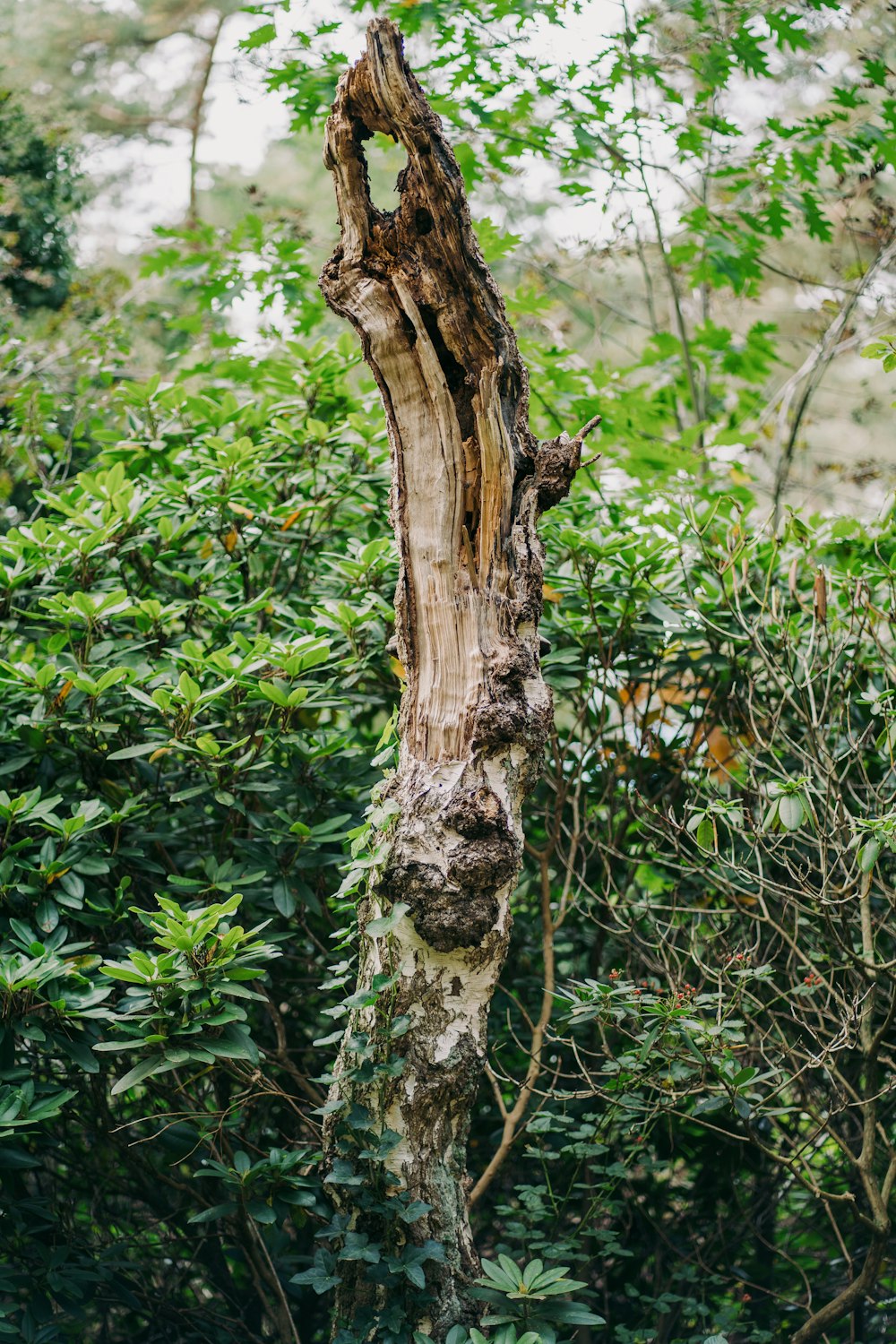 brown tree trunk surrounded by green plants