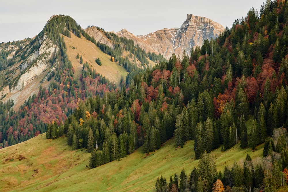 green trees near mountain during daytime