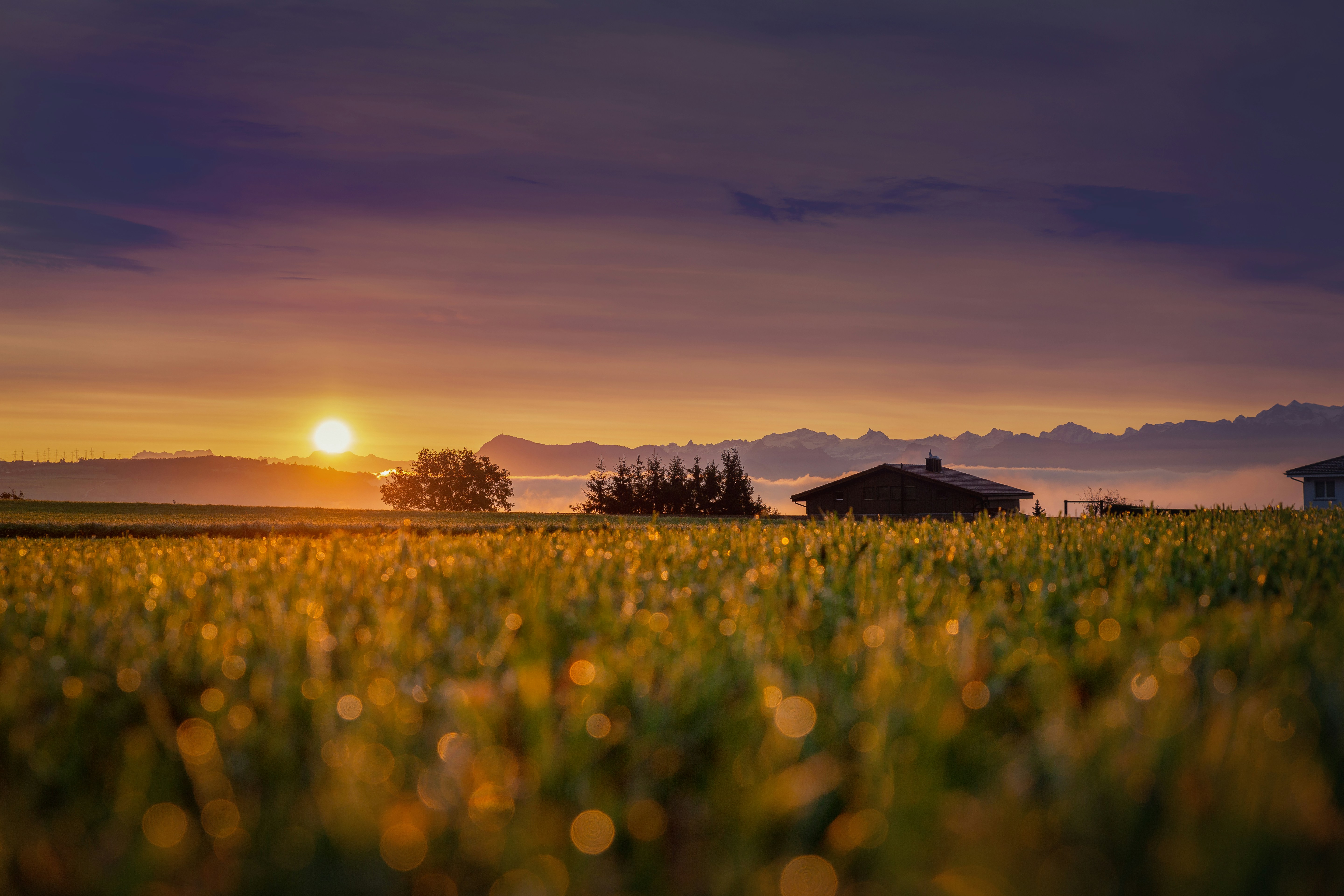 green grass field during sunset