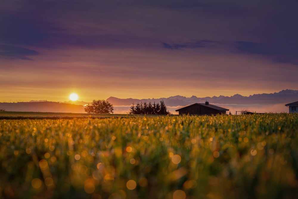 green grass field during sunset