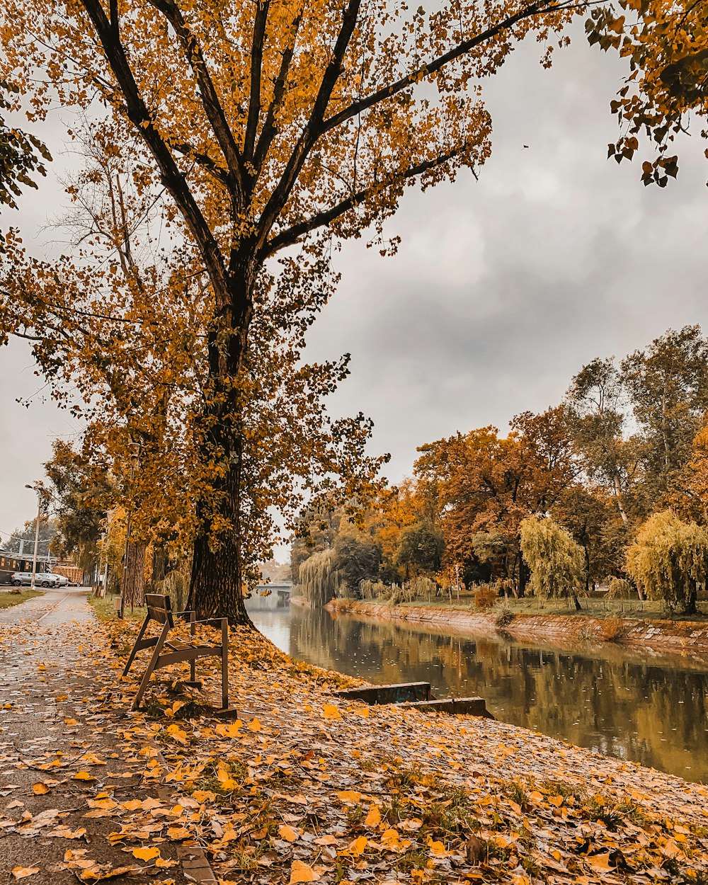 brown trees near river during daytime