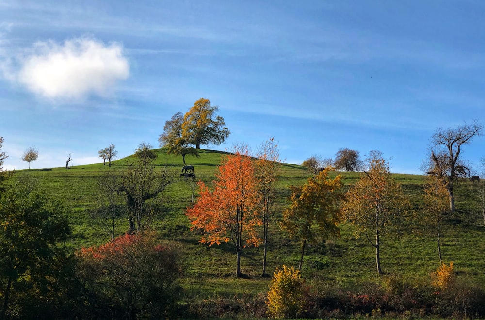 green and brown trees under blue sky during daytime