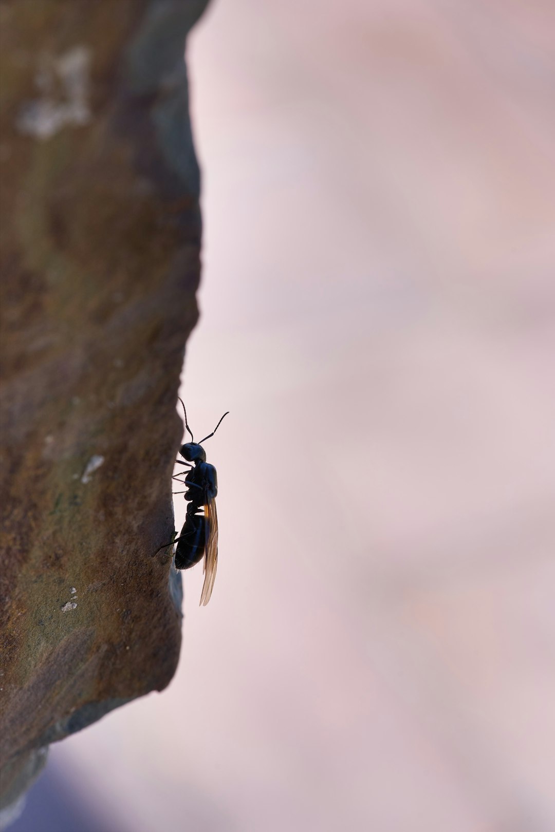 black and brown ant on brown rock