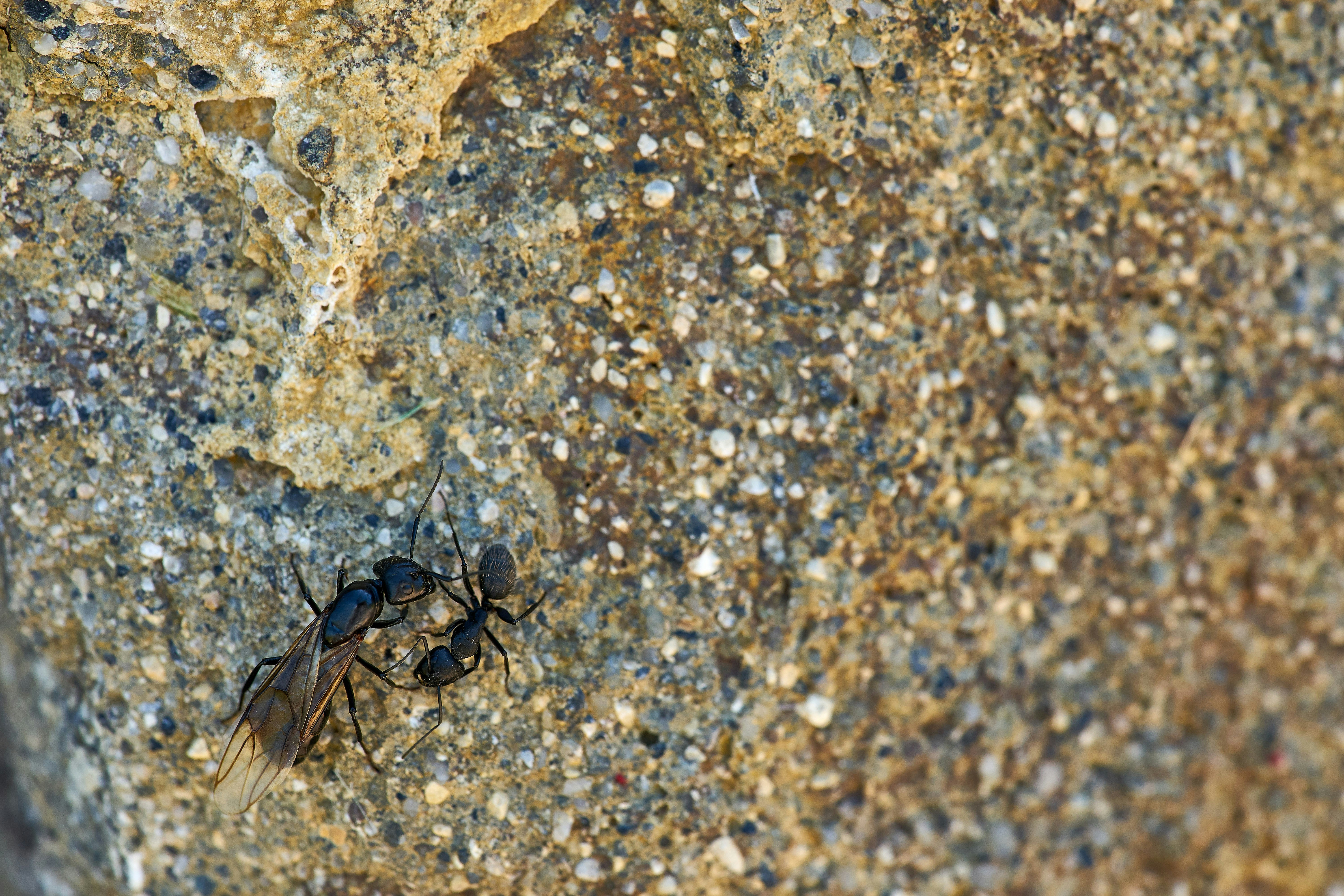 Photo by wolfgang_hasselmann