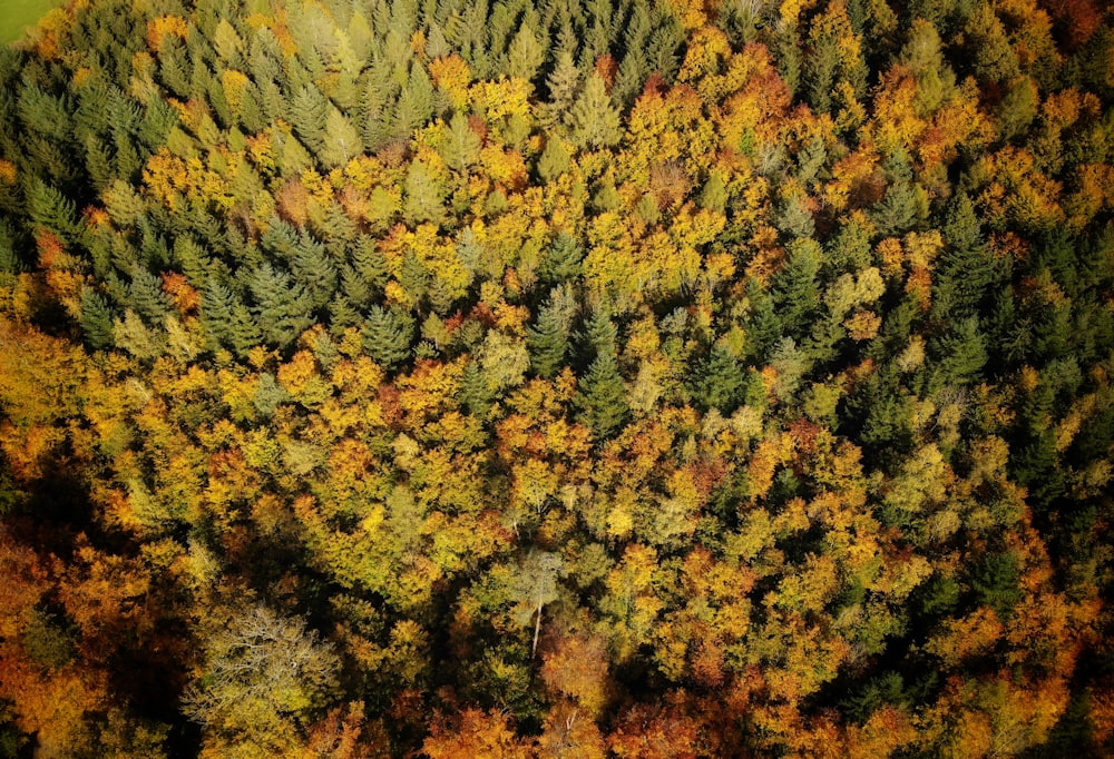 alberi verdi e marroni durante il giorno