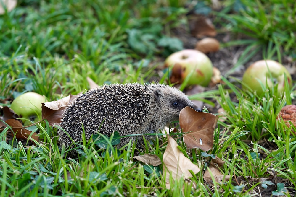 white and black hedgehog on green grass during daytime