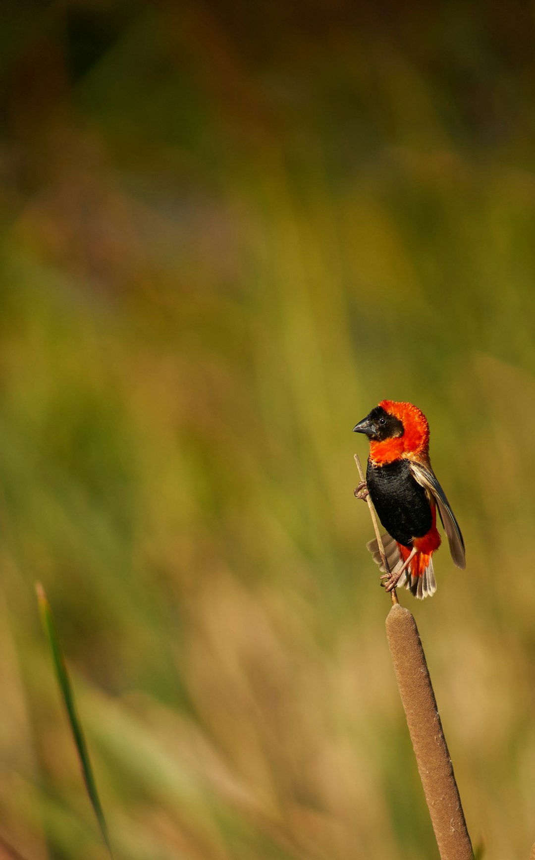 red and black bird on brown tree branch during daytime