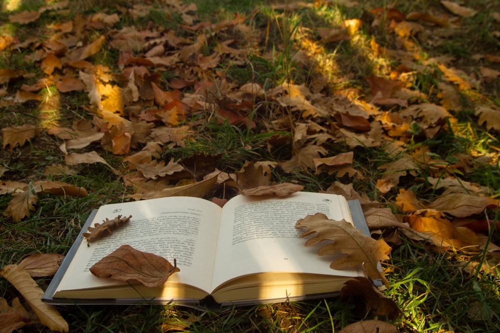 brown dried leaves on the ground