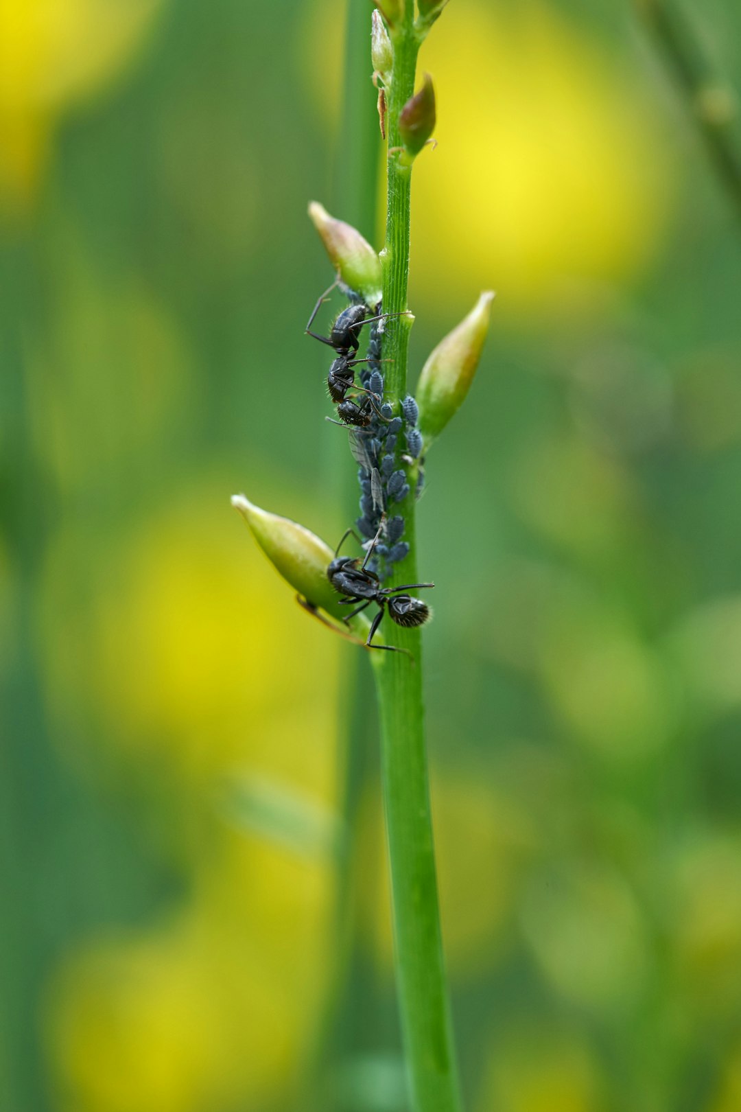 black ant on green stem in tilt shift lens
