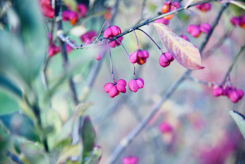 red round fruits on tree branch