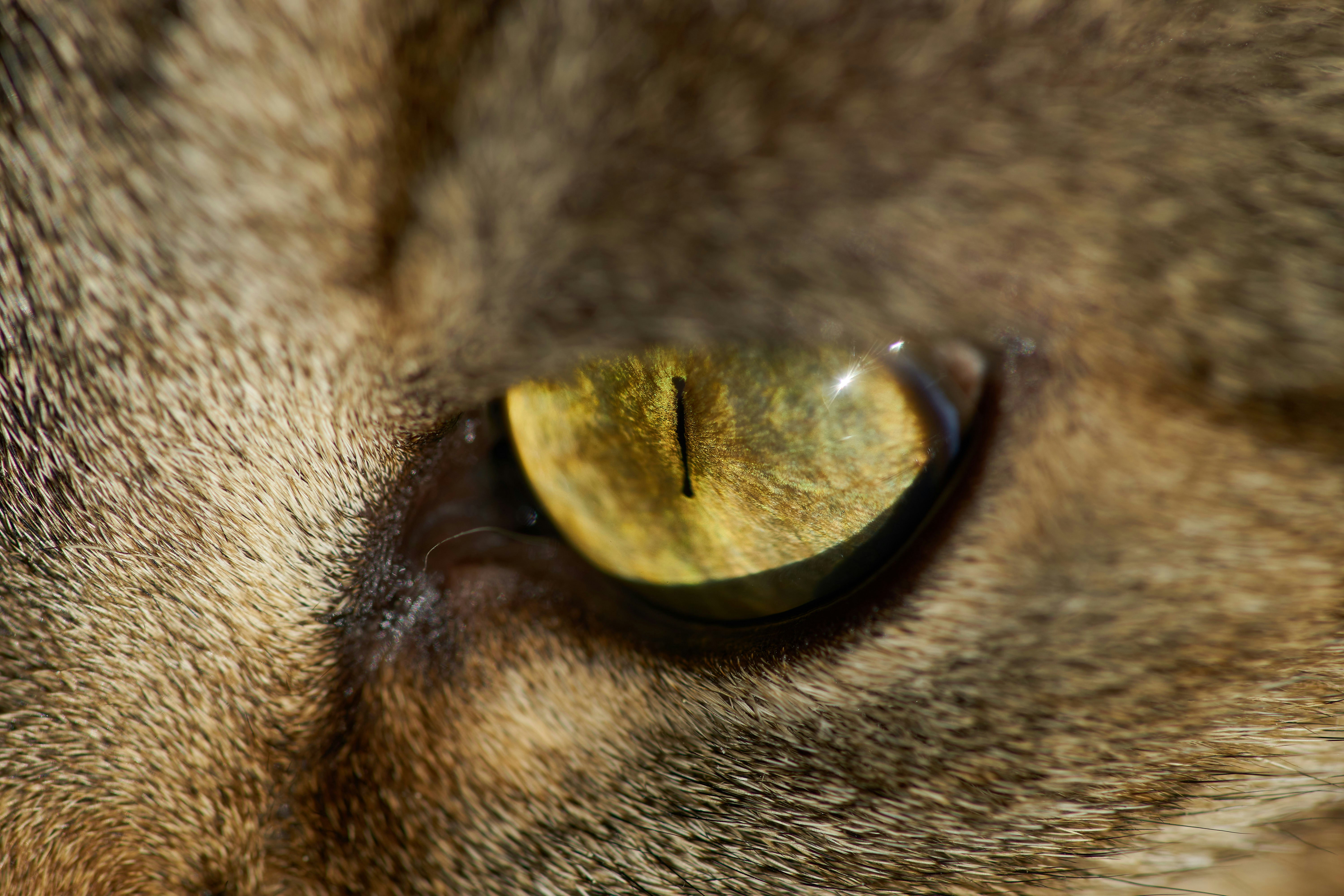 Eyes that Pierced the Night (image credits: unsplash)