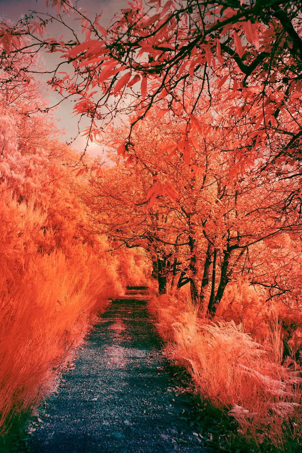 pathway between brown trees during daytime