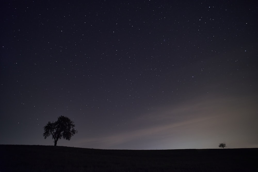 silhouette of trees under blue sky during night time