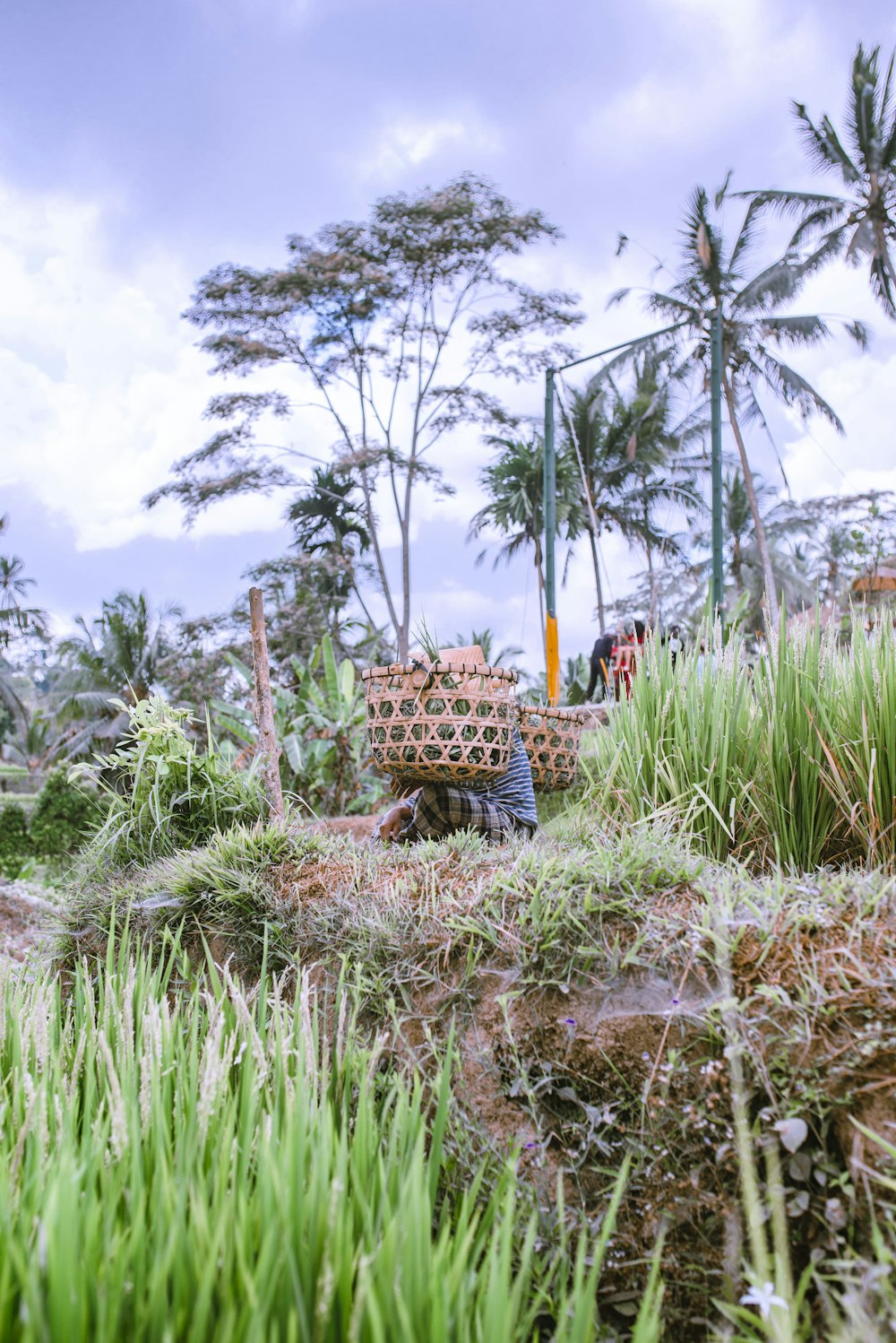 green plants on brown soil