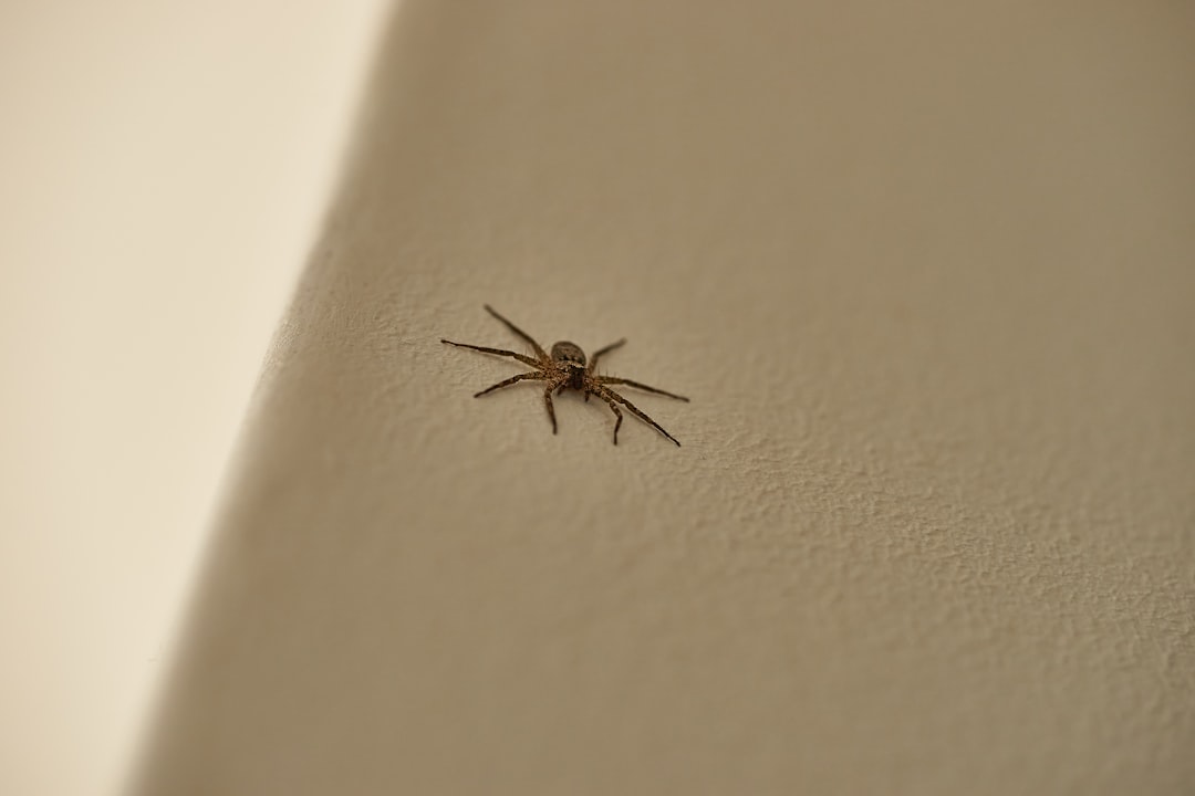 brown spider on white wall