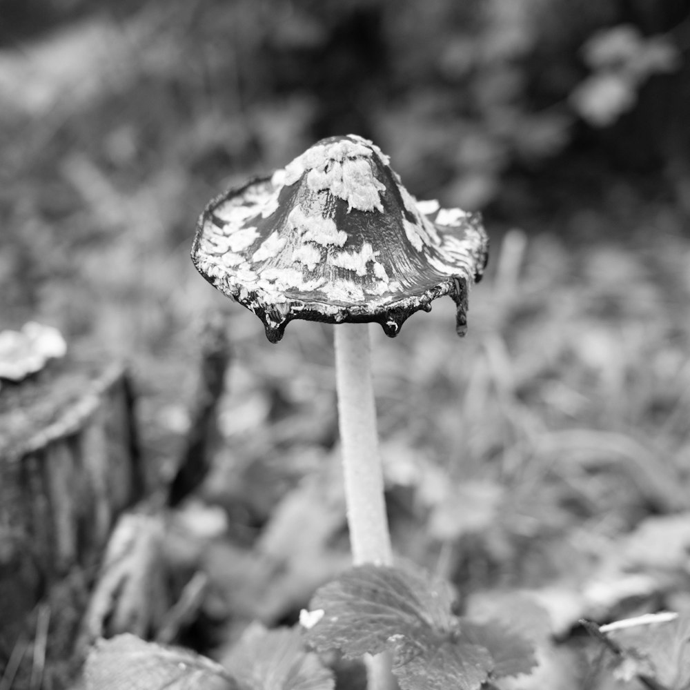 grayscale photo of mushroom in the woods