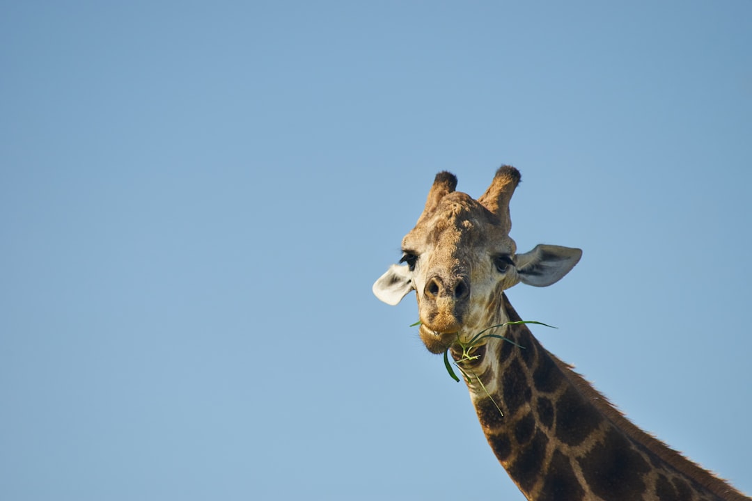 giraffe head under blue sky during daytime