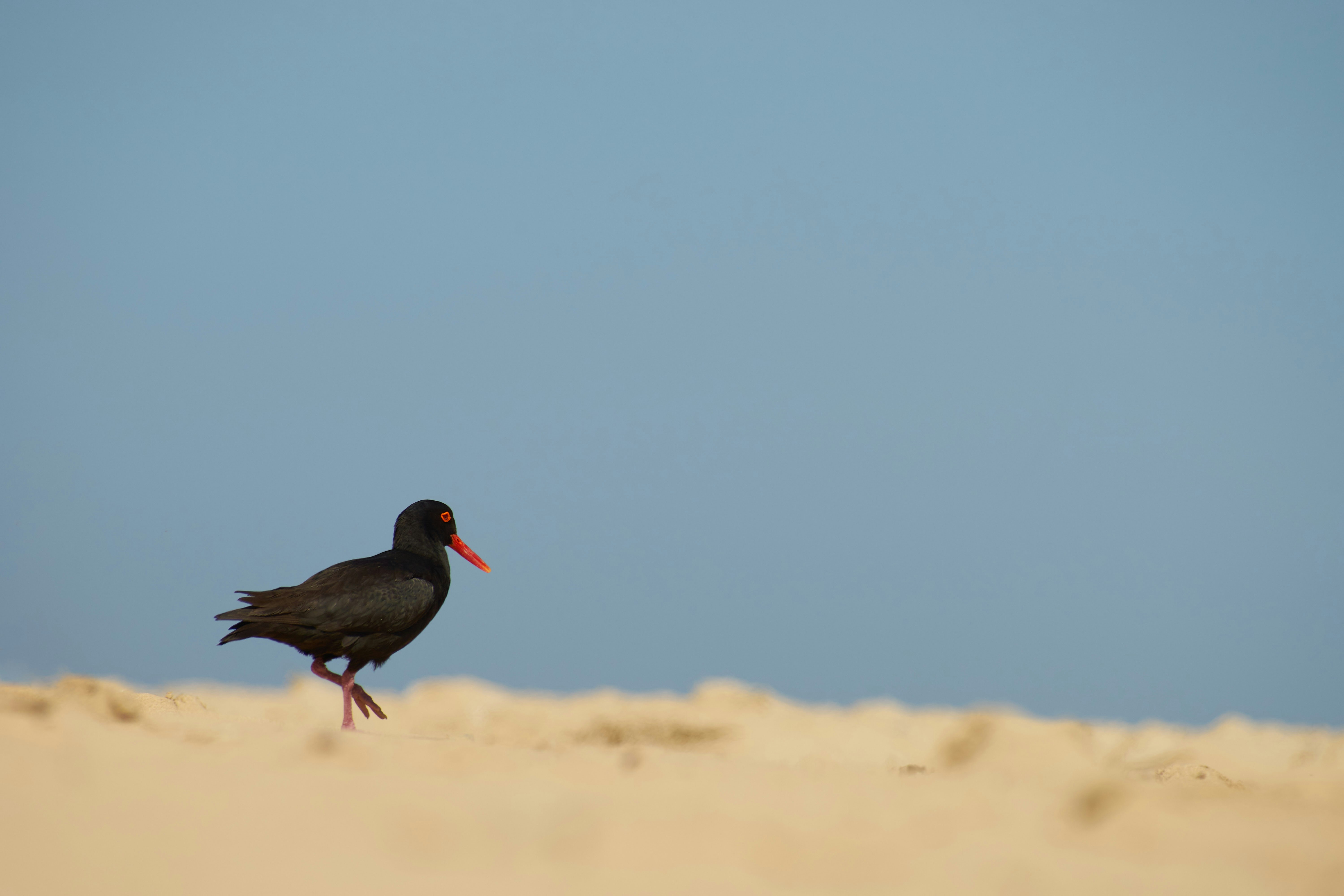 Photo by wolfgang_hasselmann